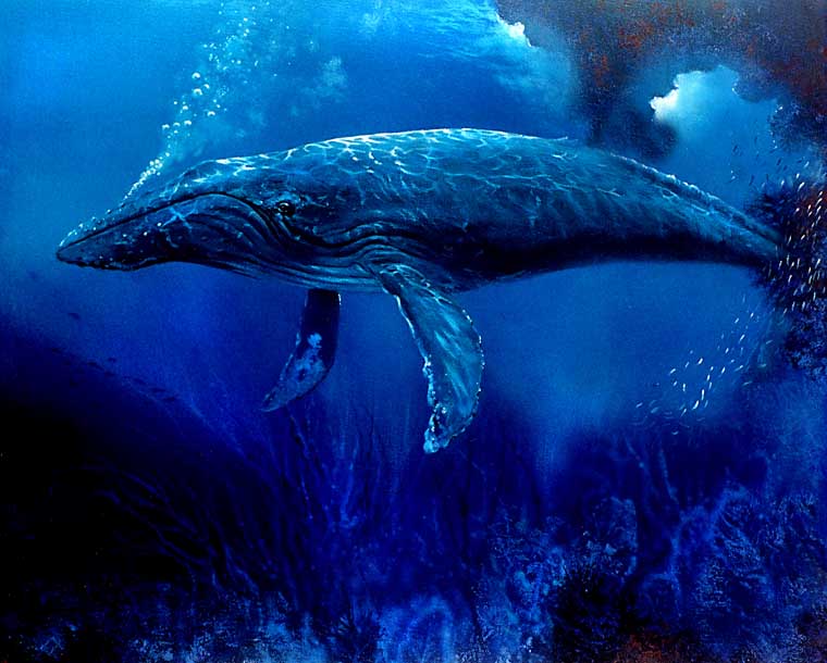 Humpback Whale